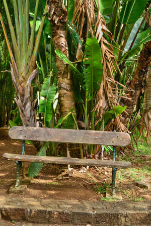 Africa, the picturesque botanical garden of Pamplemousse in Mauritius Republicの写真素材