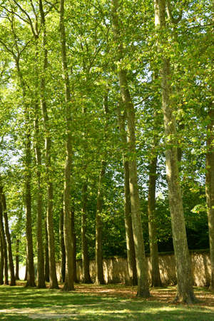 France, the Versailles Palace in Ile de Franceのeditorial素材