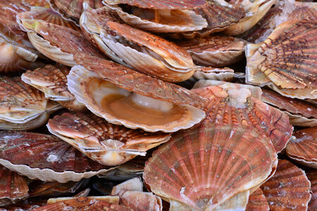 Scallops at the market in France