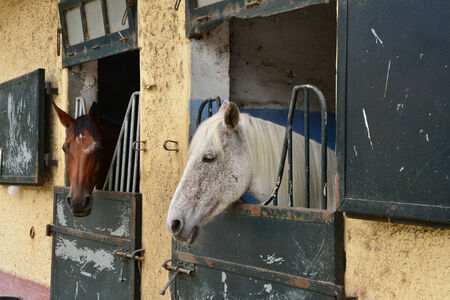 France, the equestrian center of Le Touquet in Nordの写真素材