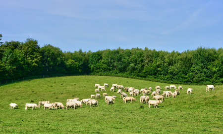 France, the picturesque village of Lisors in Normandieの写真素材