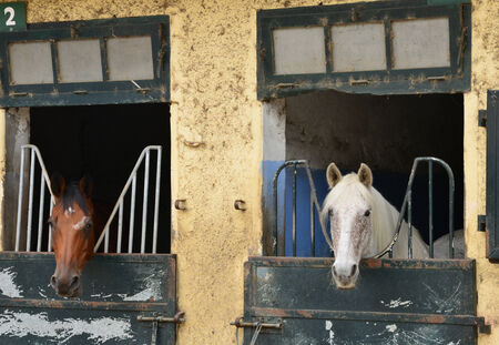 France, the equestrian center of Le Touquet in Nordの写真素材