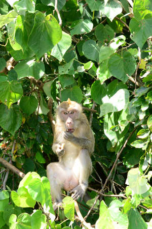 Mauritius, macaque in a tree in Mahebourg area