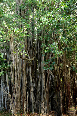 Africa, the picturesque area of La Pointe Aux Canonniers in Mauritiusの写真素材