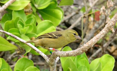 Africa, bird in the picturesque Egret Island of Blue Bay near Mahebourgの写真素材