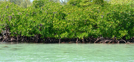 Africa, the picturesque aera of Blue Bay near Mahebourgの写真素材