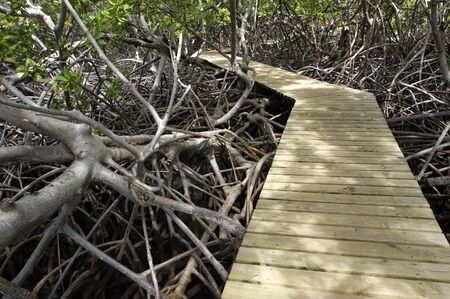 France, mangrove swamp in Caravelle peninsula in Martiniqueの写真素材