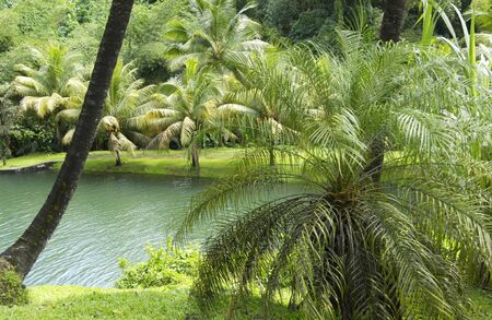 France, landscape of Macouba in Martiniqueの写真素材