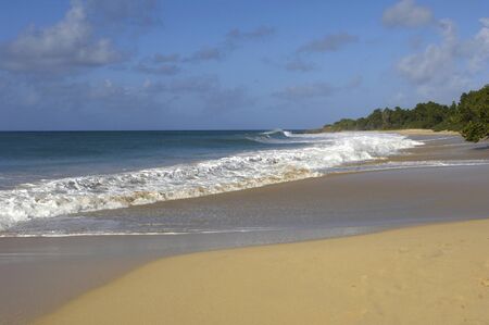 France, Martinique, Salines beach in Sainte Anneの写真素材
