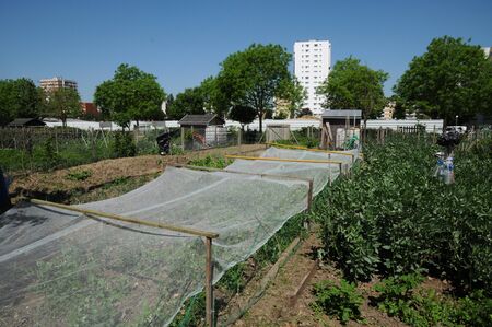 Ile de France, allotment garden in Les Mureauxの写真素材