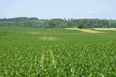 France, corn field in Hunspach in alsaceの写真素材