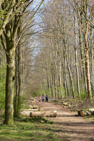 Ile de France, the picturesque forest of Saint Germain en Laye