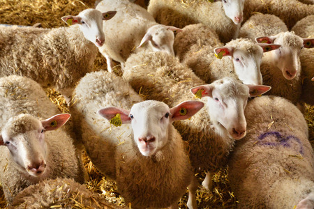 Ile de France, sheep in the Grignon farm in the village of Thiverval Grignonのeditorial素材