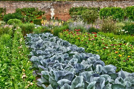 France, the picturesque vegetable garden in the castle of Miromesnil in Tourville sur Arquesのeditorial素材