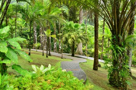 France, Martinique, the picturesque garden of Balataの写真素材