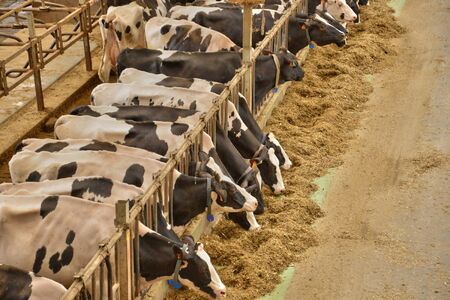 Ile de France, cows in the Grignon farm in the village of Thiverval Grignonのeditorial素材