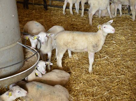 Ile de France, lambs in the picturesque farm of Thiverval Grignonのeditorial素材