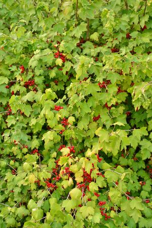 Ile de France, the picturesque garden of the castle of la roche guyonのeditorial素材