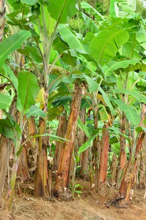 Martinique, the banana museum of Sainte Marie in West Indiesのeditorial素材