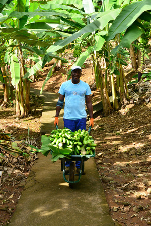 Martinique, the banana museum of Sainte Marie in West Indiesのeditorial素材