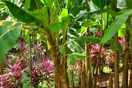 Martinique, the banana museum of Sainte Marie in West Indiesのeditorial素材