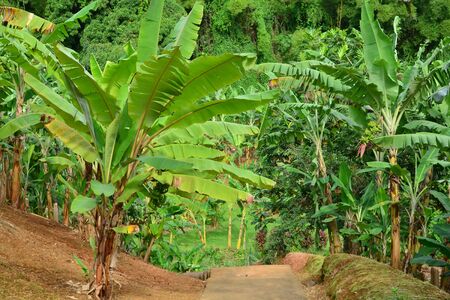 Martinique, the banana museum of Sainte Marie in West Indiesのeditorial素材