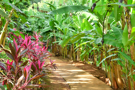 Martinique, the banana museum of Sainte Marie in West Indiesのeditorial素材