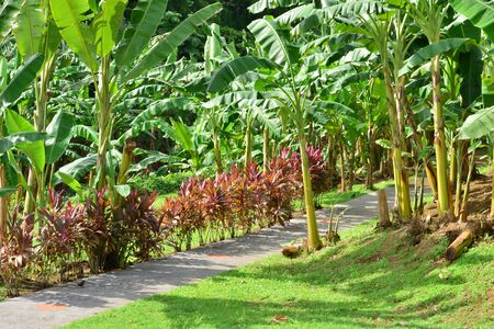 Martinique, the banana museum of Sainte Marie in West Indiesのeditorial素材