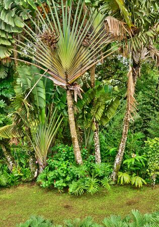 France, Martinique, the picturesque garden of Balataの写真素材