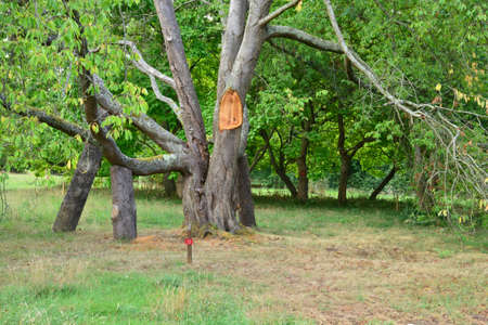 Ile de France, the arboretum  of Chevreloup in Rocquencourtの写真素材