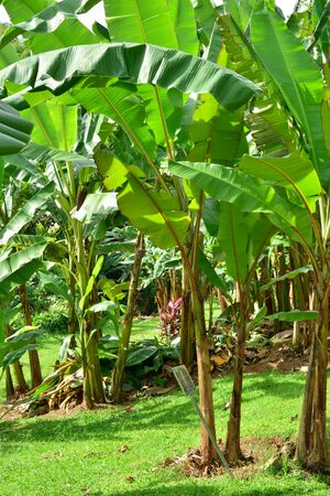 Martinique, the banana museum of Sainte Marie in West Indiesのeditorial素材