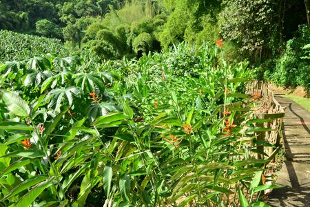 Martinique, the banana museum of Sainte Marie in West Indiesのeditorial素材
