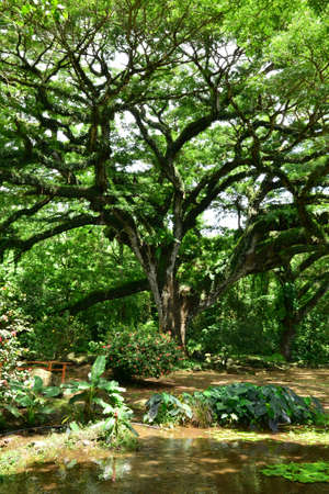 Martinique, the picturesque Habitation Ceron in Le Precheur in West Indies