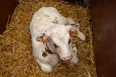 France, little calf in the picturesque village of Le Mesnil Durand