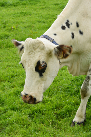 France, cows in the picturesque village of Le Mesnil Durandのeditorial素材