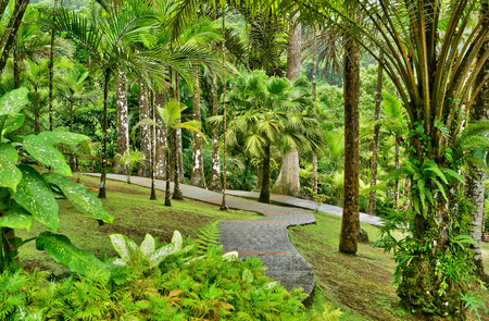 France, Martinique, the picturesque garden of Balataの写真素材