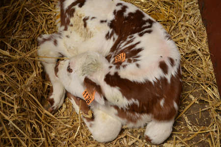 France, little calf in the picturesque village of Le Mesnil Durandのeditorial素材