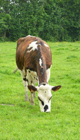 France, cows in the picturesque village of Le Mesnil Durandのeditorial素材