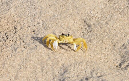 Martinique, yellow crab on the beach of Sainte Anne in West Indiesの写真素材