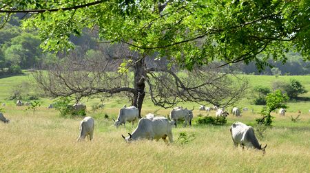Martinique, cows in a meadow in Sainte Anne in West Indiesの写真素材