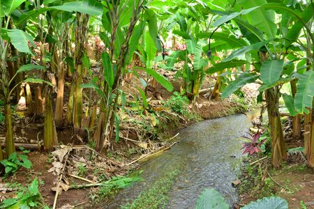 Martinique, the banana museum of Sainte Marie in West Indiesの写真素材