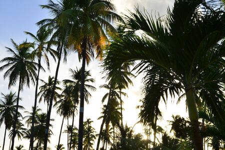 Martinique, a picturesque park in Sainte Anne in West Indies