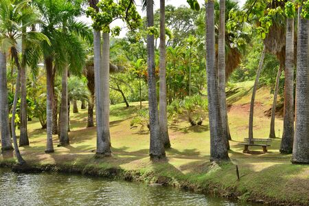 Martinique, the park of picturesque Habitation Clement in Le Francois in West Indiesの写真素材