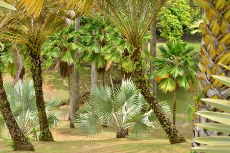Martinique, the park of picturesque Habitation Clement in Le Francois in West Indiesの写真素材