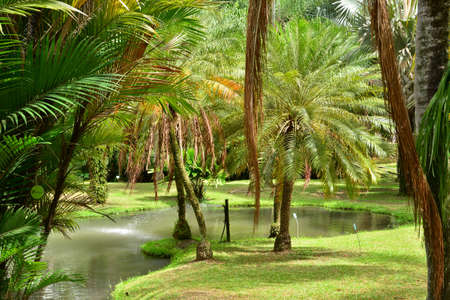 Martinique, the park of picturesque Habitation Clement in Le Francois in West Indiesの写真素材