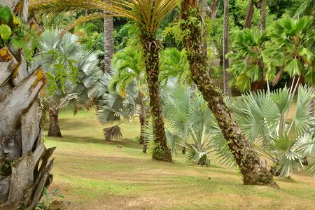 Martinique, the park of picturesque Habitation Clement in Le Francois in West Indiesの写真素材