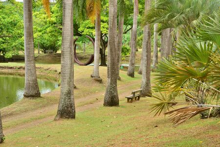 Martinique, the park of picturesque Habitation Clement in Le Francois in West Indiesの写真素材