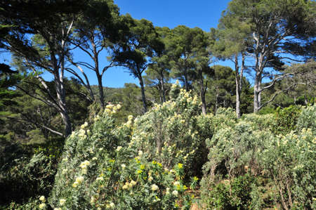 the estate Rayol garden in spring, Rayol Canadel sur Mer, Franceの写真素材