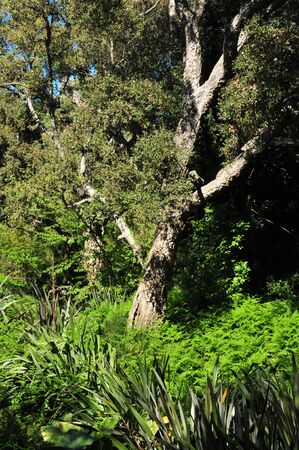 the estate Rayol garden in spring in Rayol Canadel sur Mer, Franceのeditorial素材