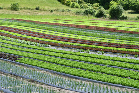 Saint Martin de Boscherville, France - june 22 2016 : a market gardenのeditorial素材